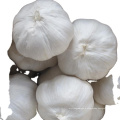 2020 Wholesale Baby Fresh Organic White Garlic With Price